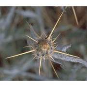 centaurea solstitialis l.