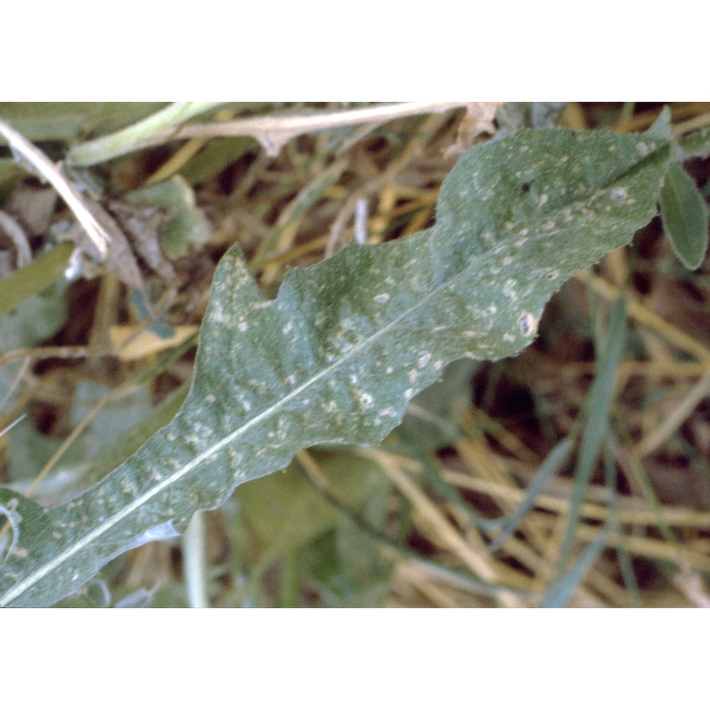 centaurea solstitialis l.