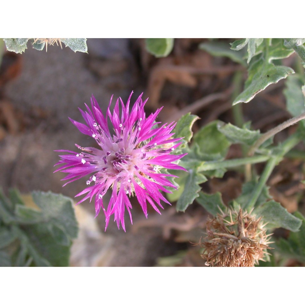 centaurea sphaerocephala l. subsp. sphaerocephala