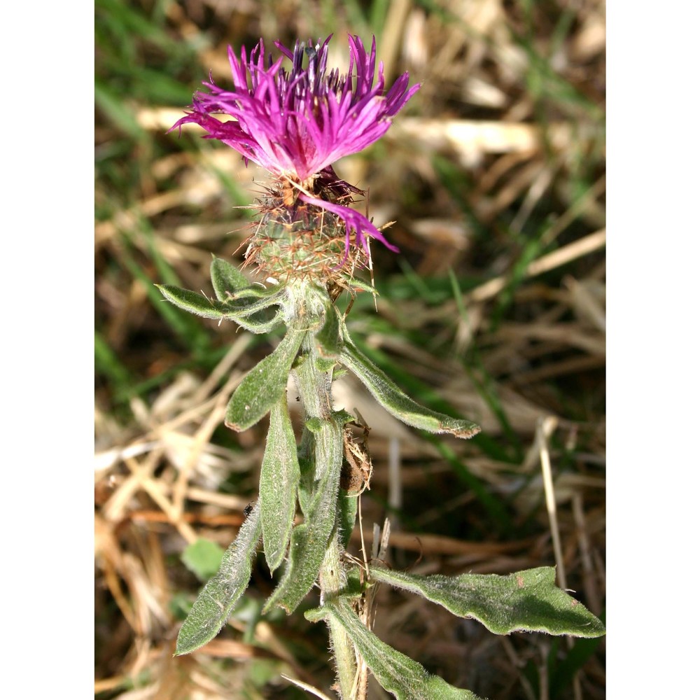 centaurea sphaerocephala l. subsp. sphaerocephala