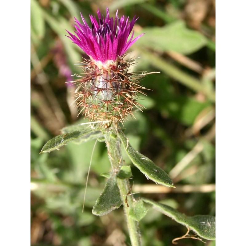 centaurea sphaerocephala l. subsp. sphaerocephala