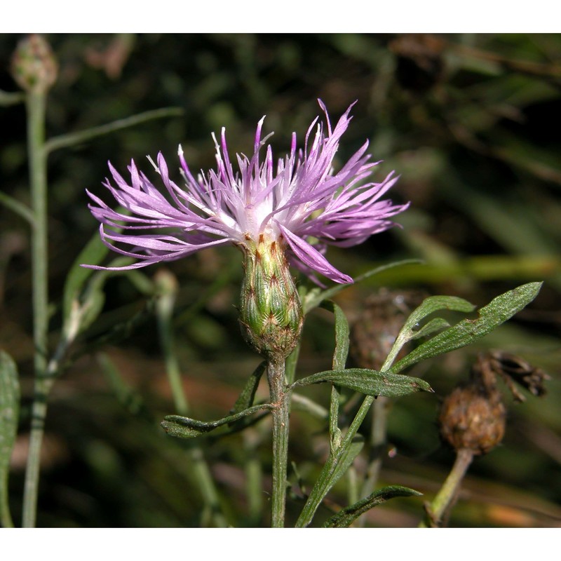 centaurea stoebe l.