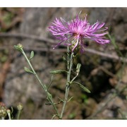 centaurea stoebe l.