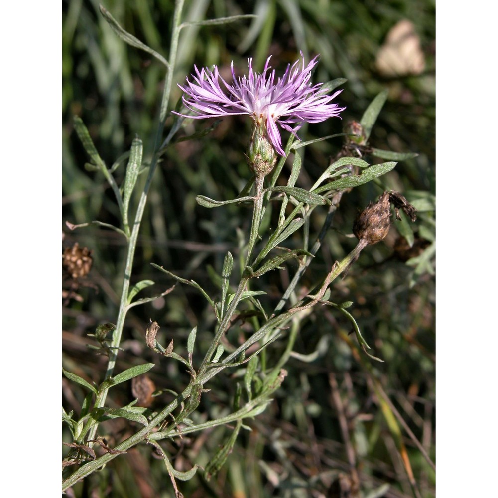 centaurea stoebe l.