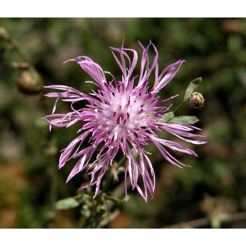 centaurea stoebe l.