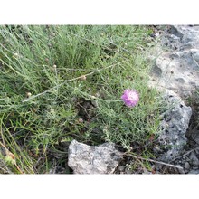 centaurea subtilis bertol.