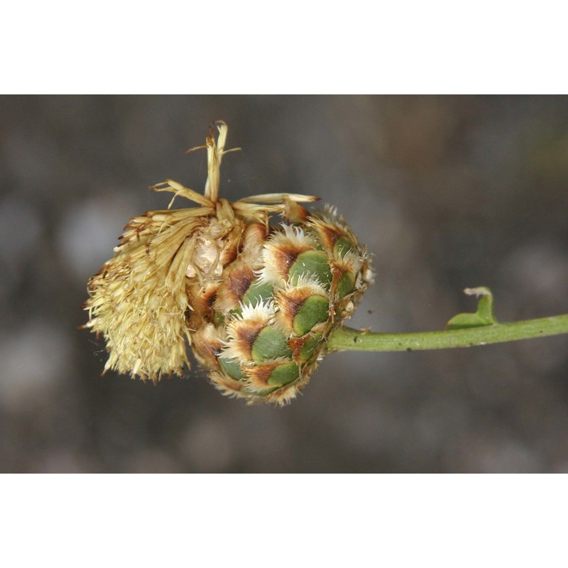 centaurea tauromenitana guss.