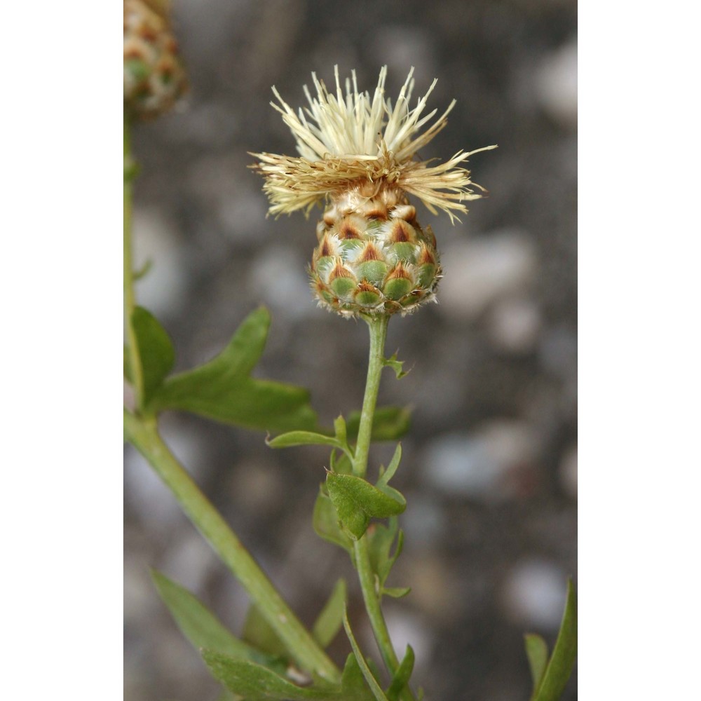 centaurea tauromenitana guss.