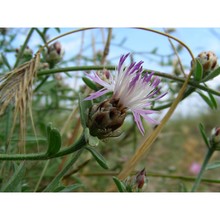 centaurea tenacissima (h. groves) brullo