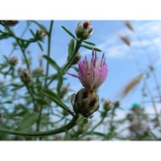 centaurea tenacissima (h. groves) brullo