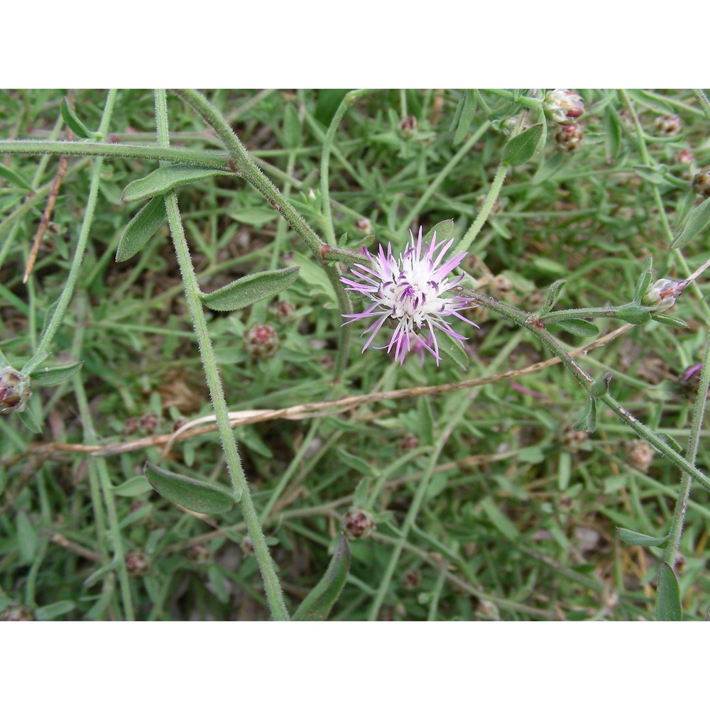 centaurea tenacissima (h. groves) brullo