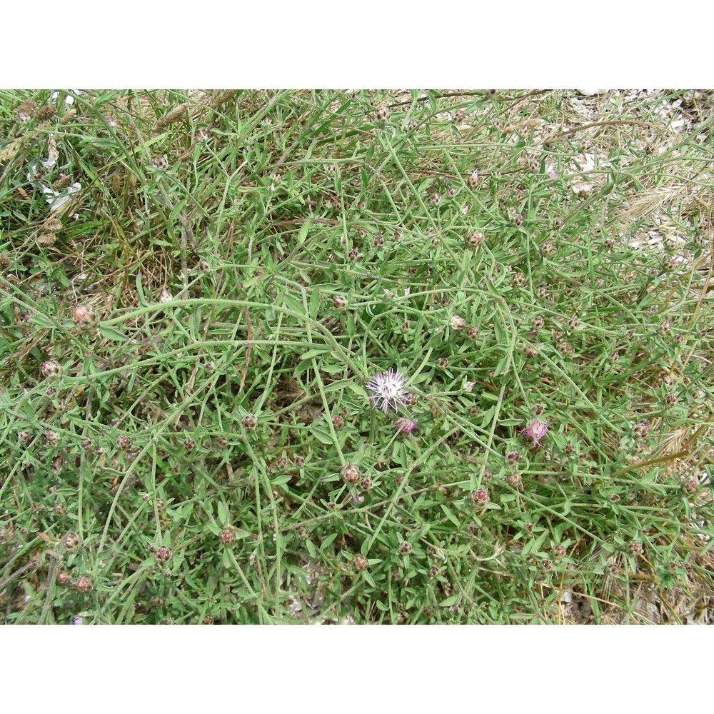 centaurea tenacissima (h. groves) brullo