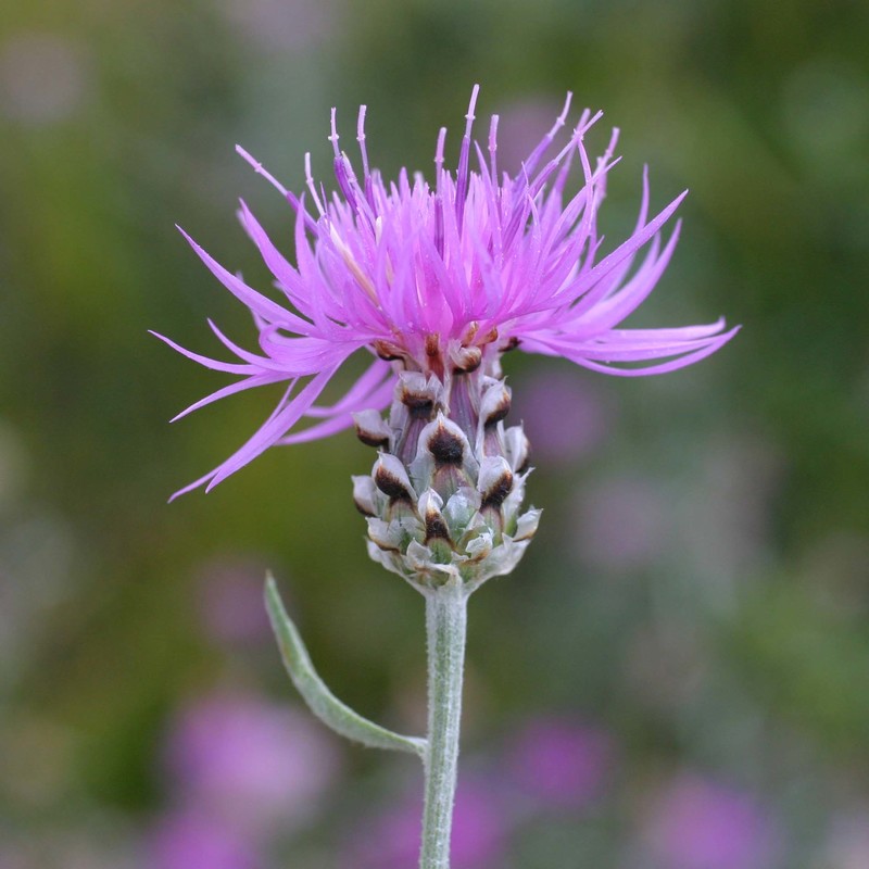 centaurea tenoreana willk.