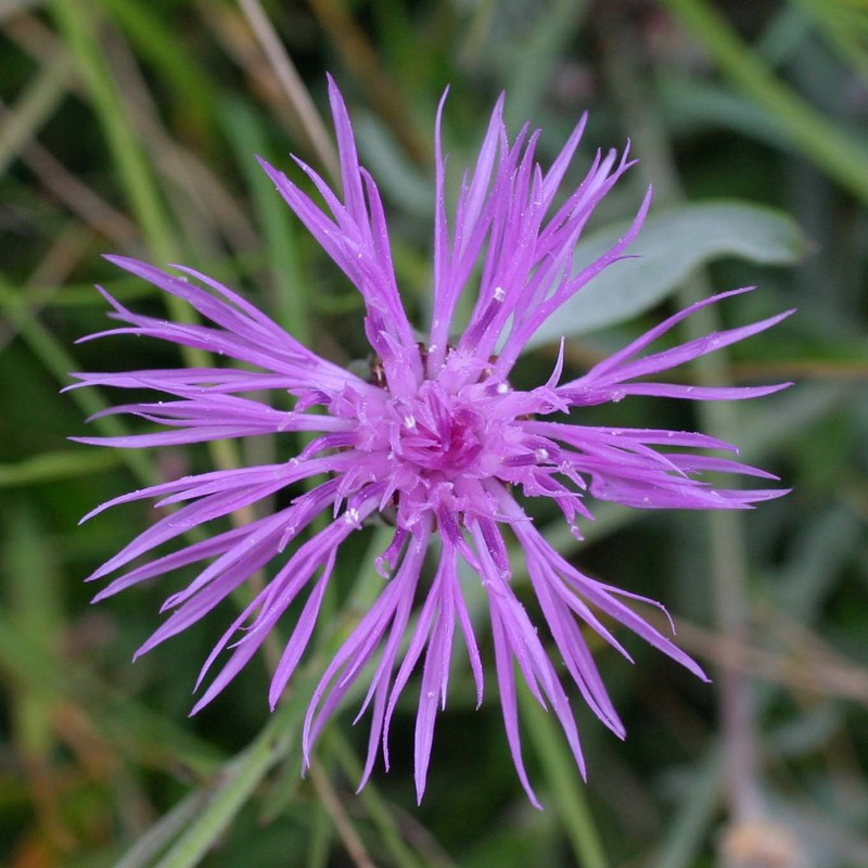 centaurea tenoreana willk.