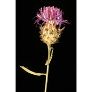 centaurea tenorei guss. ex lacaita