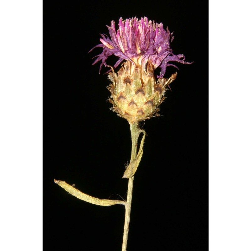 centaurea tenorei guss. ex lacaita