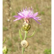 centaurea tommasinii a. kern.