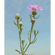 centaurea tommasinii a. kern.