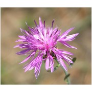 centaurea tommasinii a. kern.