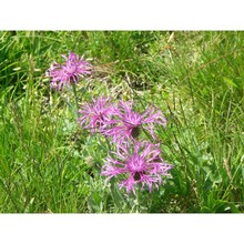 centaurea uniflora turra