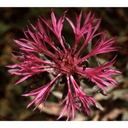 centaurea uniflora turra