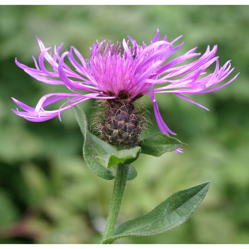 centaurea uniflora turra