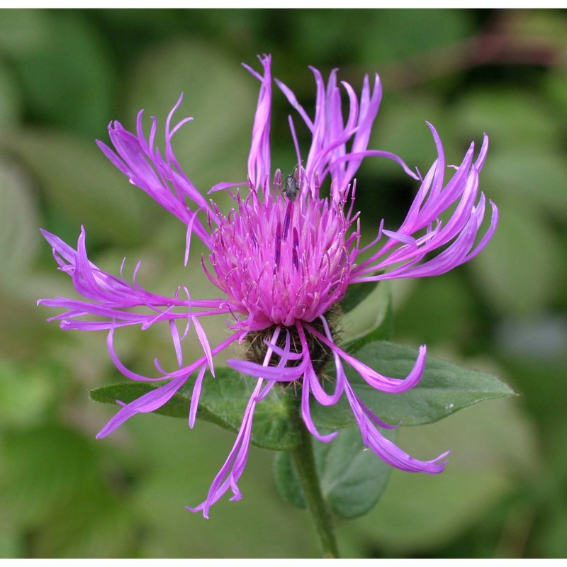 centaurea uniflora turra