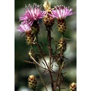 centaurea vallesiaca (dc.) jord.