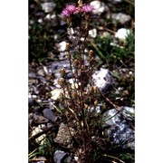 centaurea vallesiaca (dc.) jord.