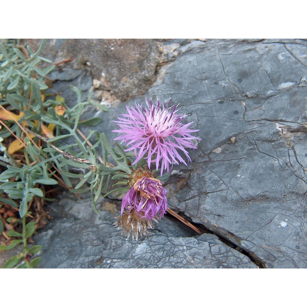 centaurea veneris (sommier) bég.