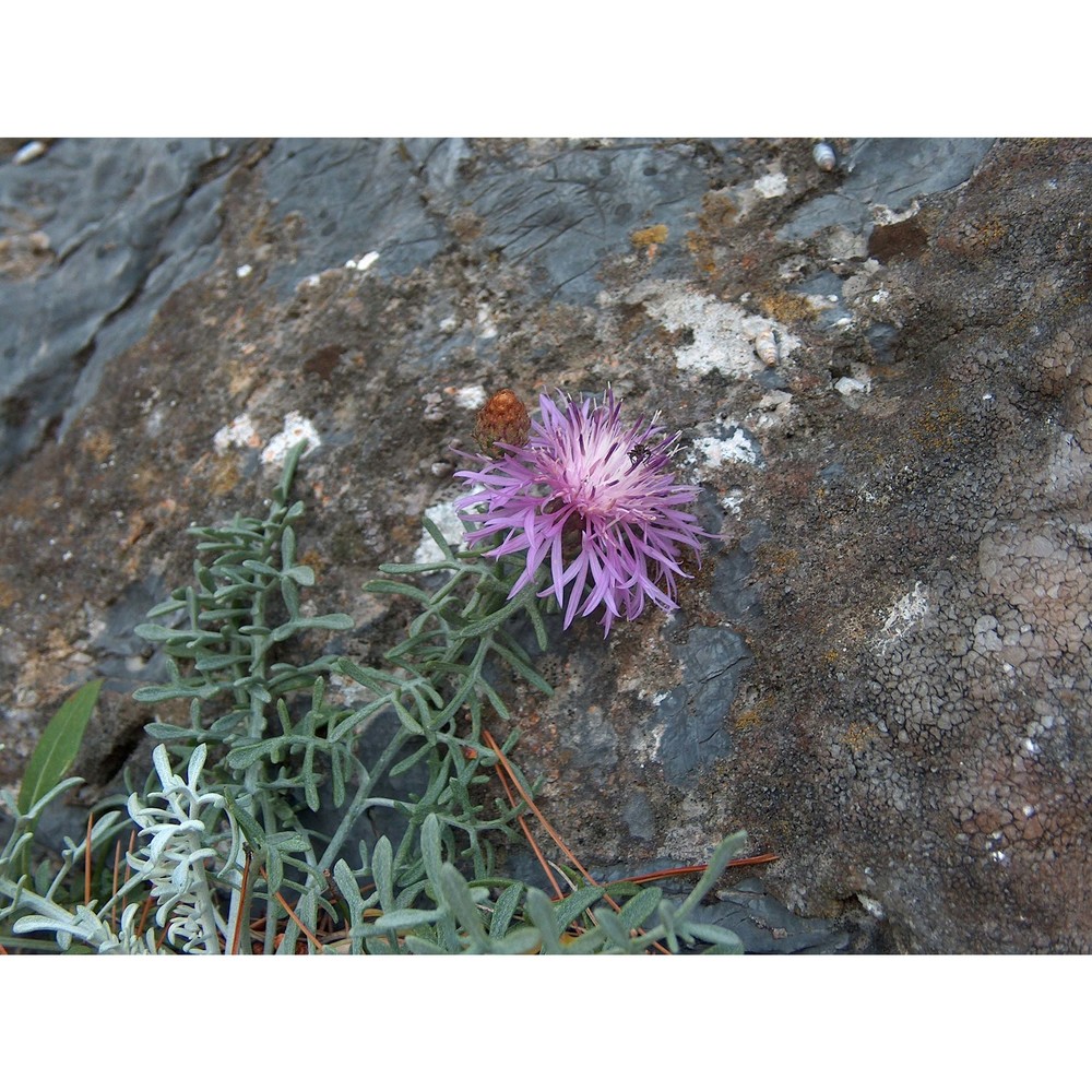 centaurea veneris (sommier) bég.