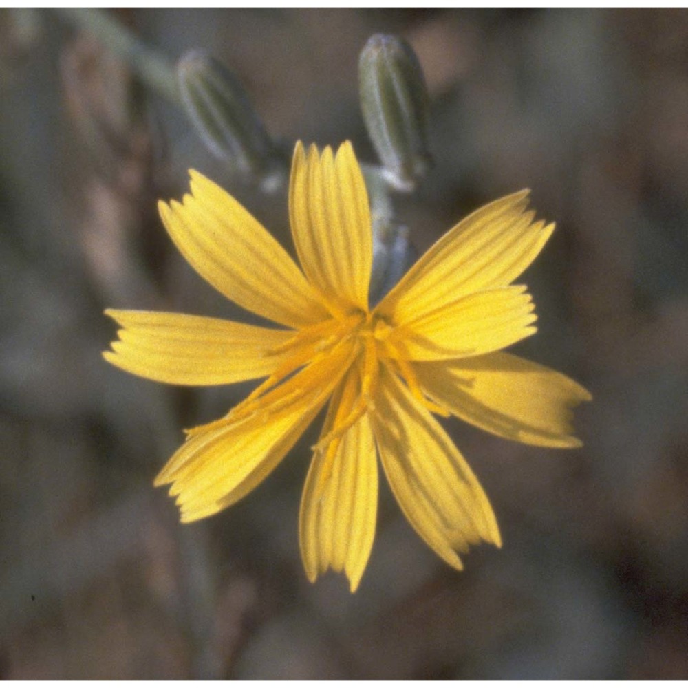 chondrilla juncea l.