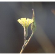 chondrilla juncea l.