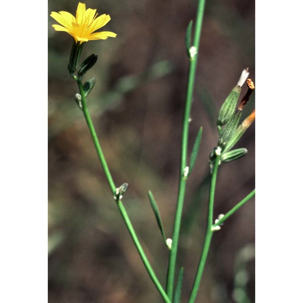 chondrilla juncea l.