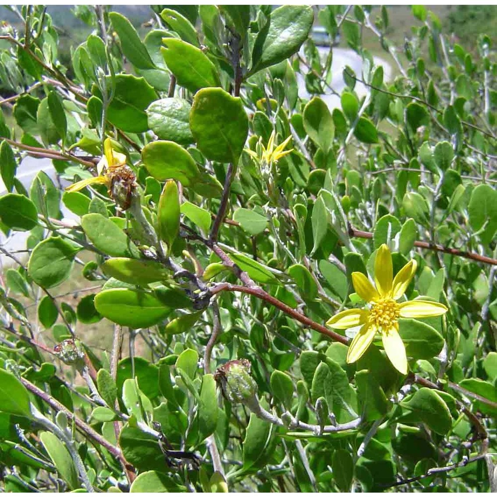 chrysanthemoides monilifera (l.) norl.