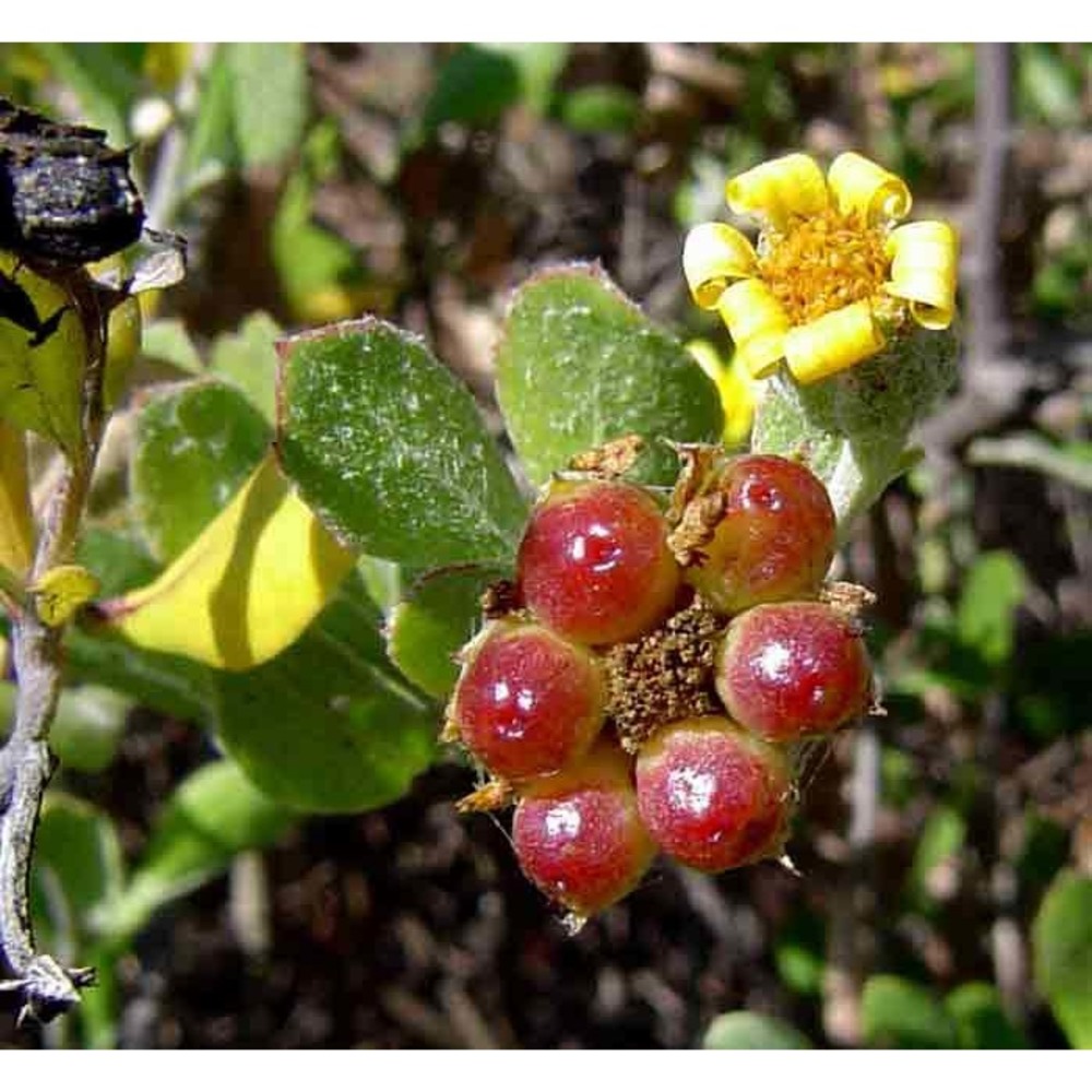 chrysanthemoides monilifera (l.) norl.