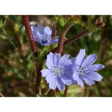 cichorium pumilum jacq.