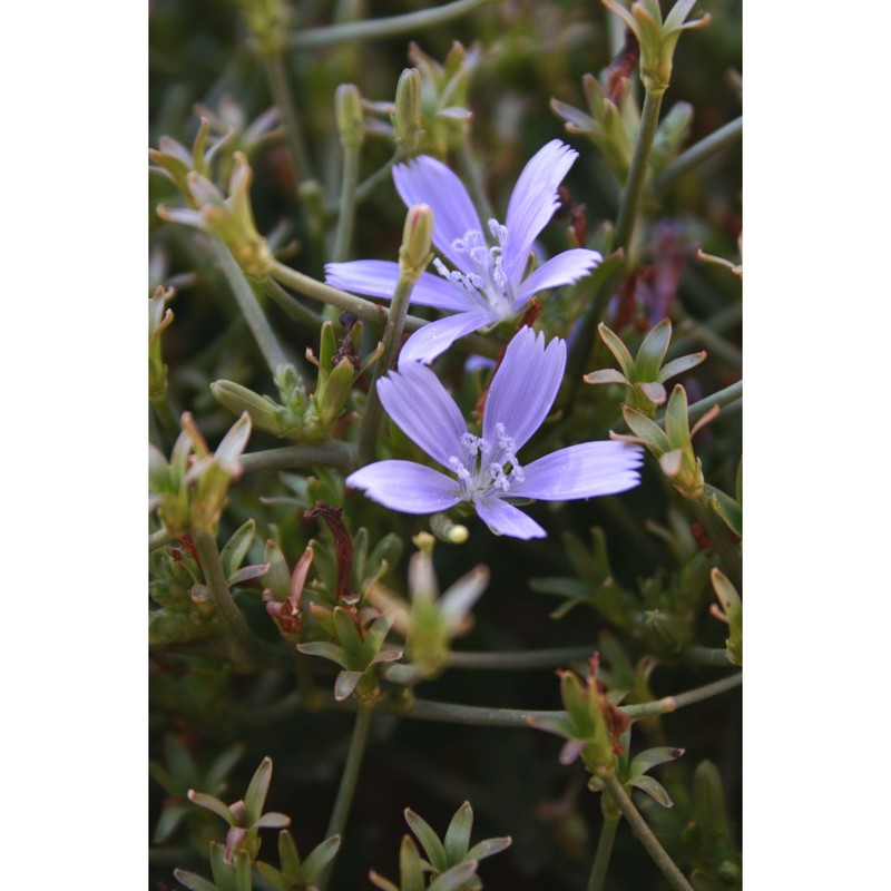 cichorium spinosum l.