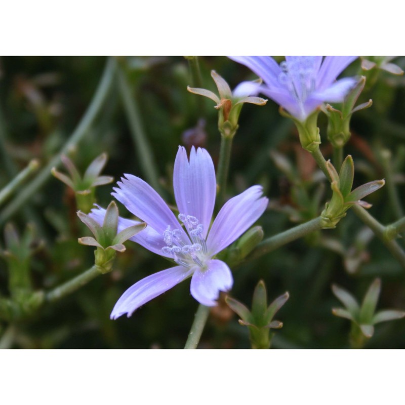 cichorium spinosum l.