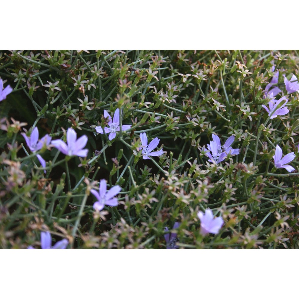 cichorium spinosum l.