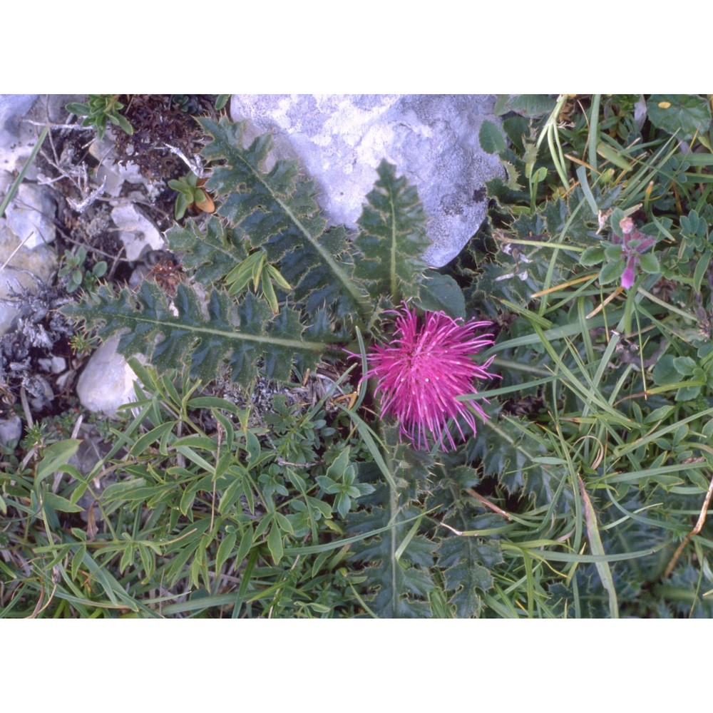 cirsium acaule (l.) scop. subsp. acaule