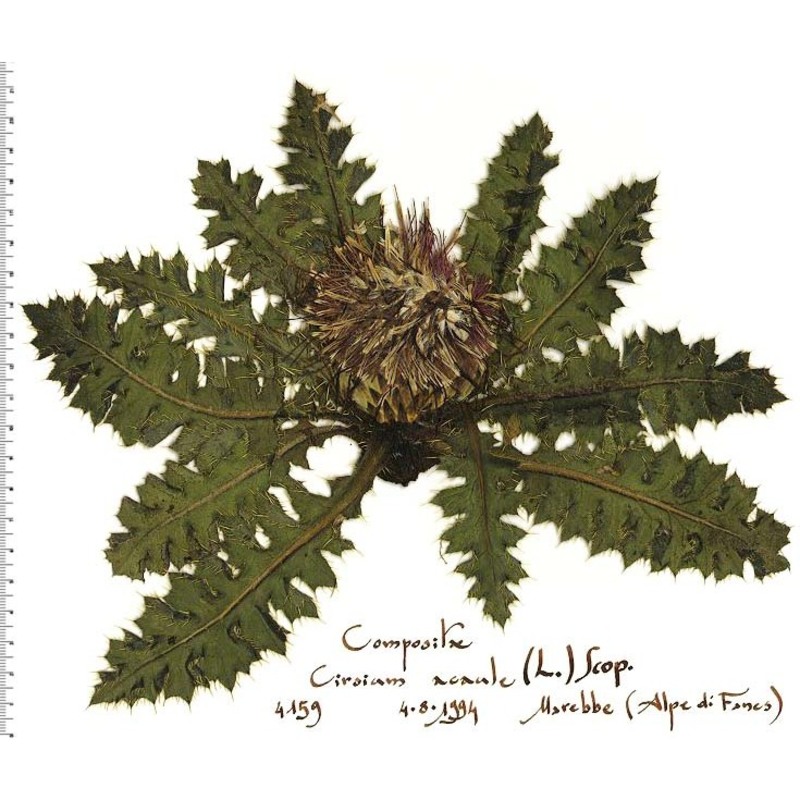 cirsium acaule (l.) scop. subsp. acaule