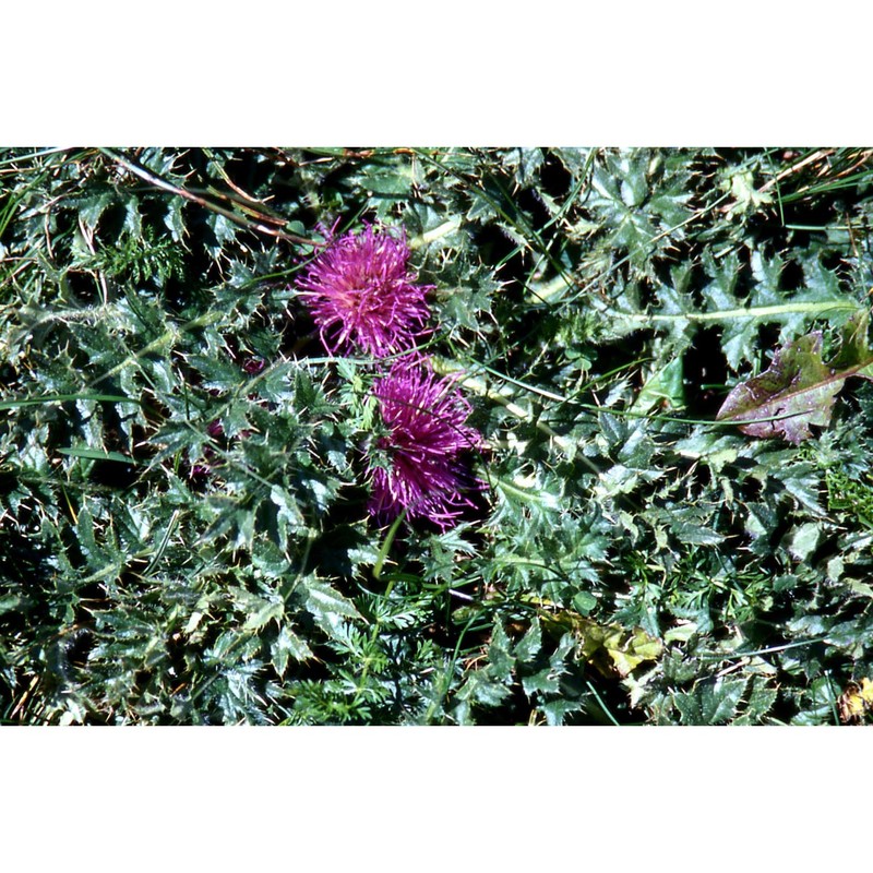 cirsium acaule (l.) scop. subsp. acaule