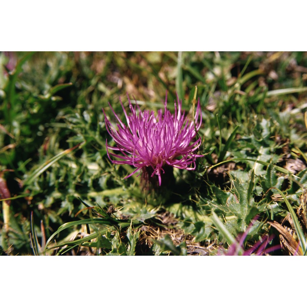 cirsium acaule (l.) scop. subsp. acaule