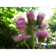 cirsium alsophilum (pollini) soldano