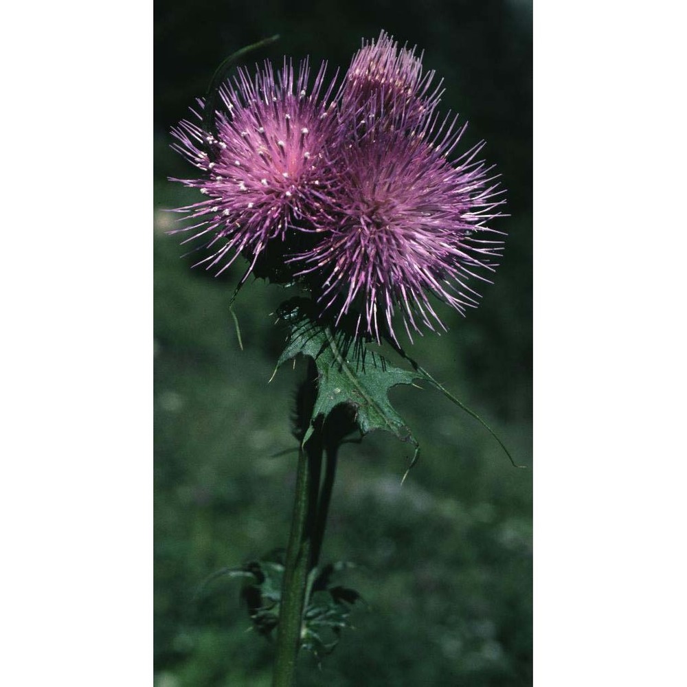 cirsium alsophilum (pollini) soldano