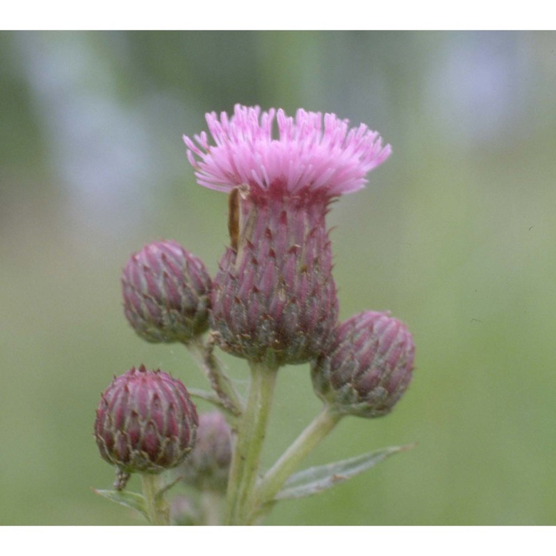 cirsium arvense (l.) scop.