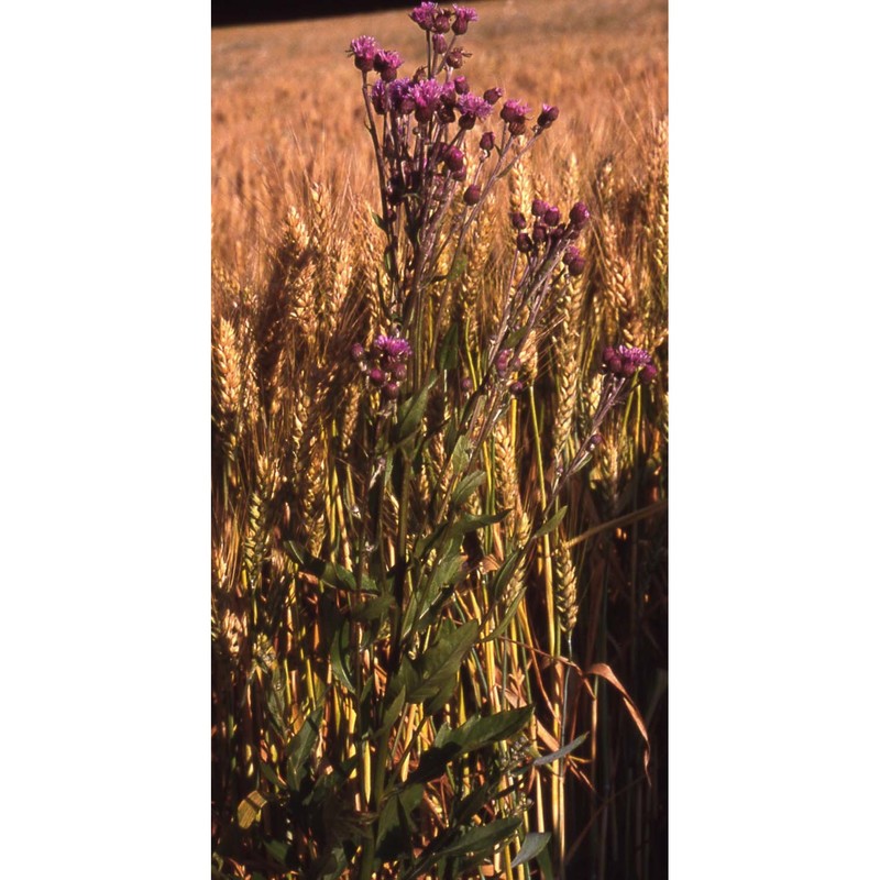 cirsium arvense (l.) scop.