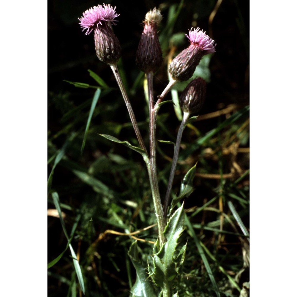 cirsium arvense (l.) scop.