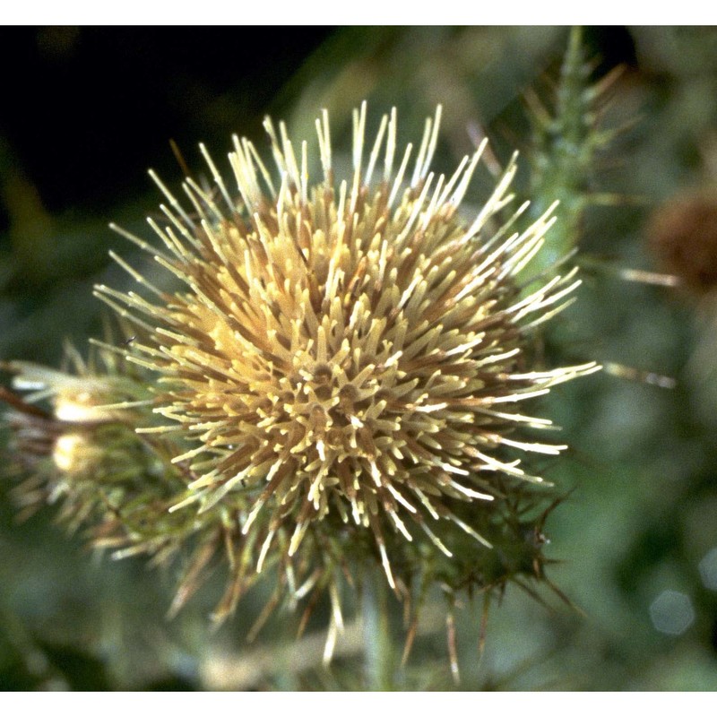 cirsium bertolonii spreng.